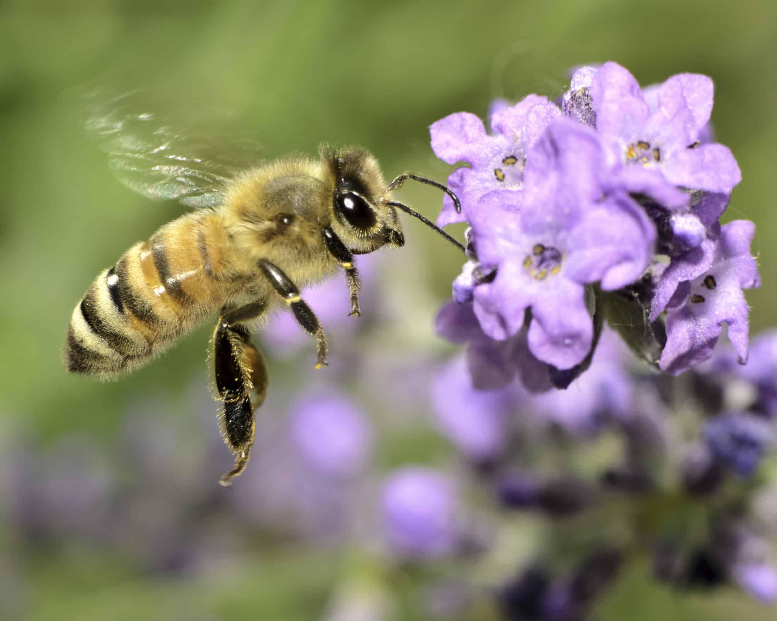 Bulbs for Bees | The Fairfield Garden Club